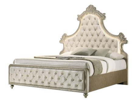 Lucienne -Queen Bed Velvet With LED - Beige Online now