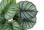 24  Tall, Artificial Plant, Calathea, Indoor, Faux, Fake, Table, Greenery, Potted, Real Touch, Decorative - Green   Black Discount