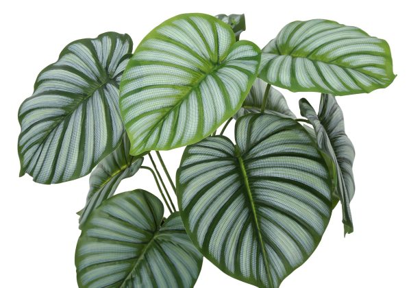 24  Tall, Artificial Plant, Calathea, Indoor, Faux, Fake, Table, Greenery, Potted, Real Touch, Decorative - Green   Black Discount