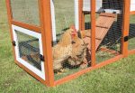 Weatherproof Outdoor Chicken Coop With Nesting Box, Hen House With Removable Bottom For Easy Cleaning, Poultry Cage, Rabbit Hutch, Wood Duck House - Brown   White Sale